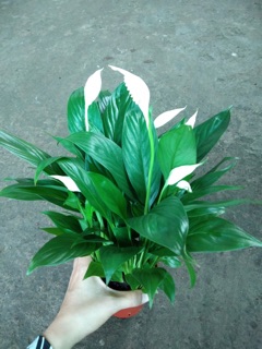 CHẬU LAN Ý