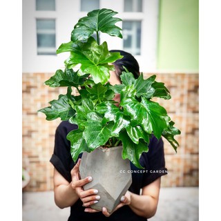 Trầu Bà Thanh Xuân