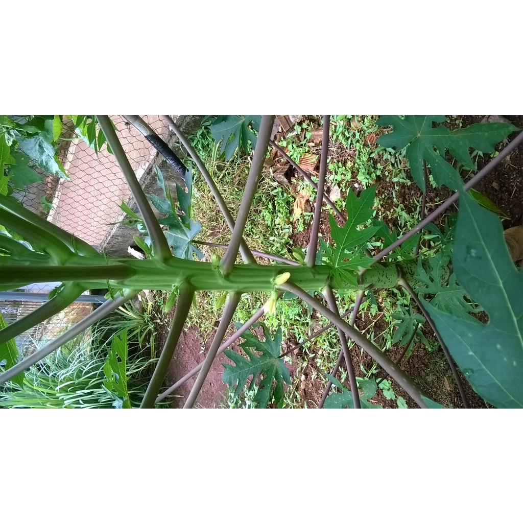 Cây giống Đu Đủ  ĐỘT BIẾN GEN