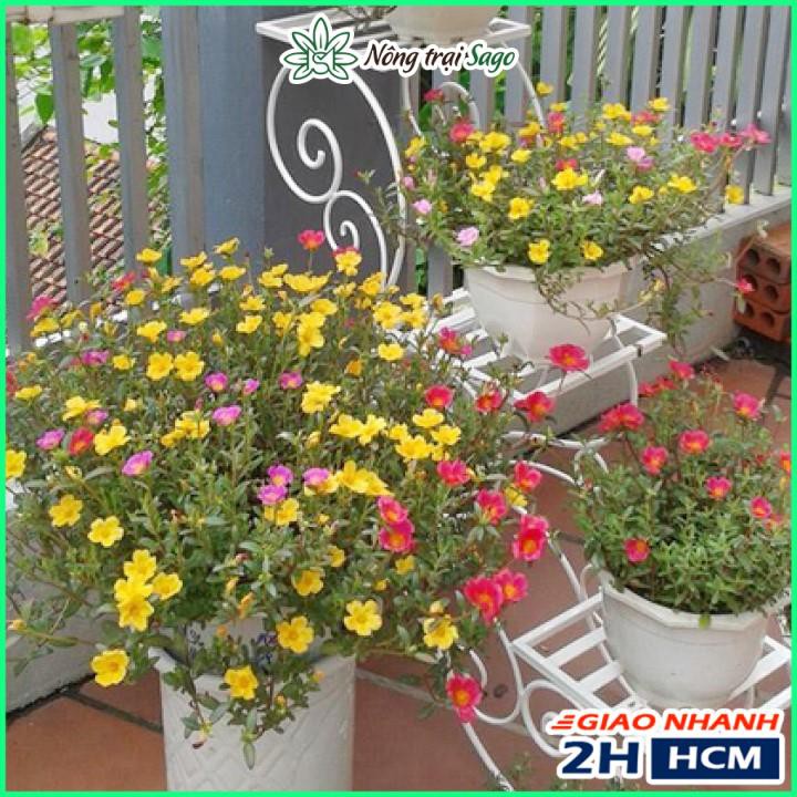 Hạt giống Hoa Mười Giờ Cánh Đơn Nhiều Màu, Dễ Trồng - Nông Trại Sago