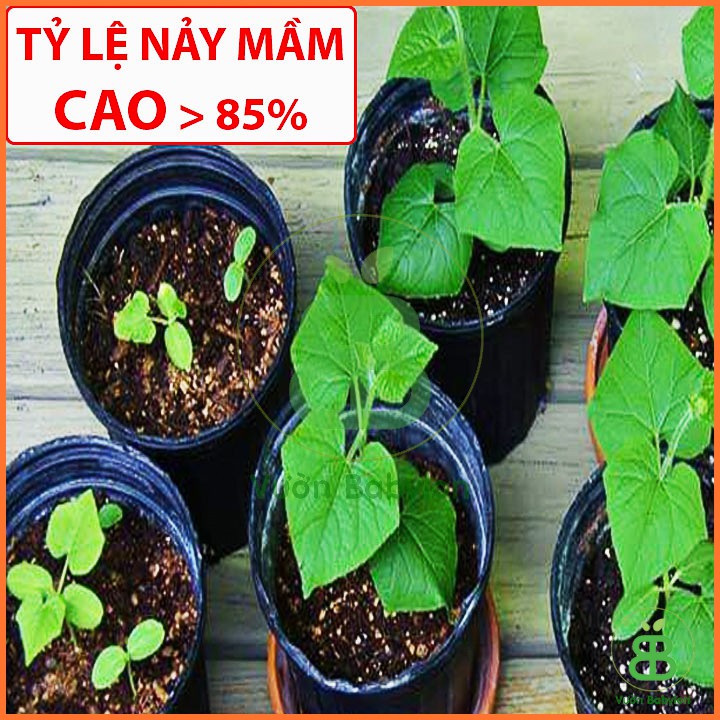 Hạt Giống Dưa Leo NHẬT F1 Tỉ Lệ Nảy Mầm Cao