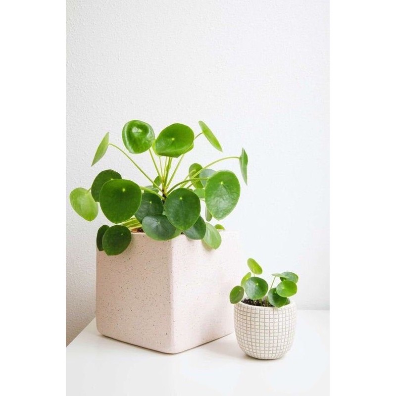 Cây cỏ gương nhỏ - Pilea Peperomiodies