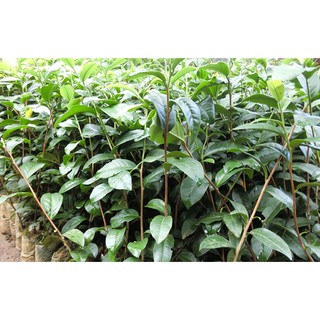 bầu cây giống cây trà (chè ) xanh