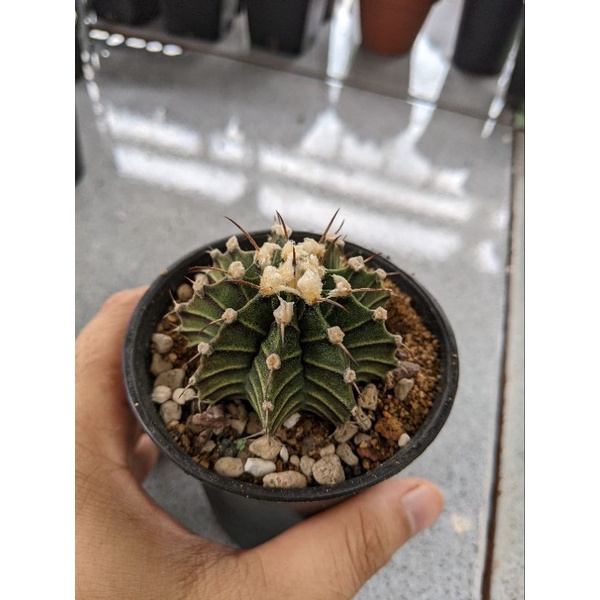 XƯƠNG RỒNG LB Hyb SIZE 4-5CM