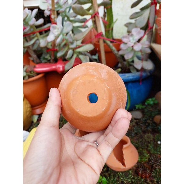 Chậu đất nung - chậu xẻ cana mini