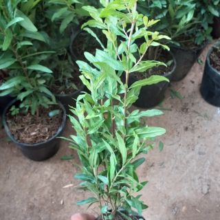 Cây Lựu Đỏ Lùn Cao Sản