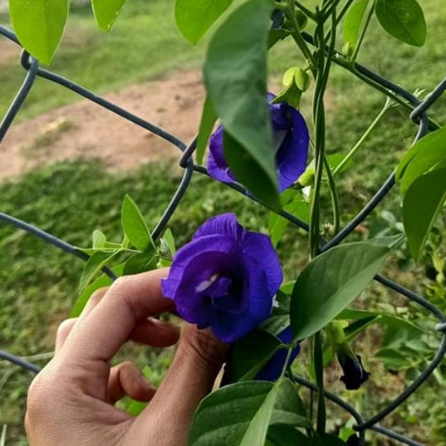 Đặc sản đà lạt