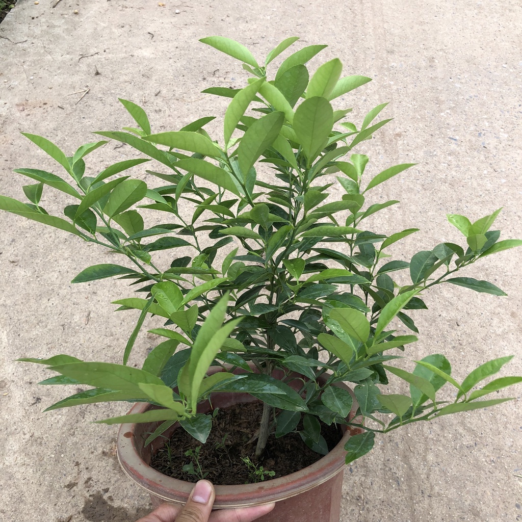 Cây chanh - Cây chanh tứ quý cao 30cm lá thơm có nhiều công dụng trong chế biến thức ăn