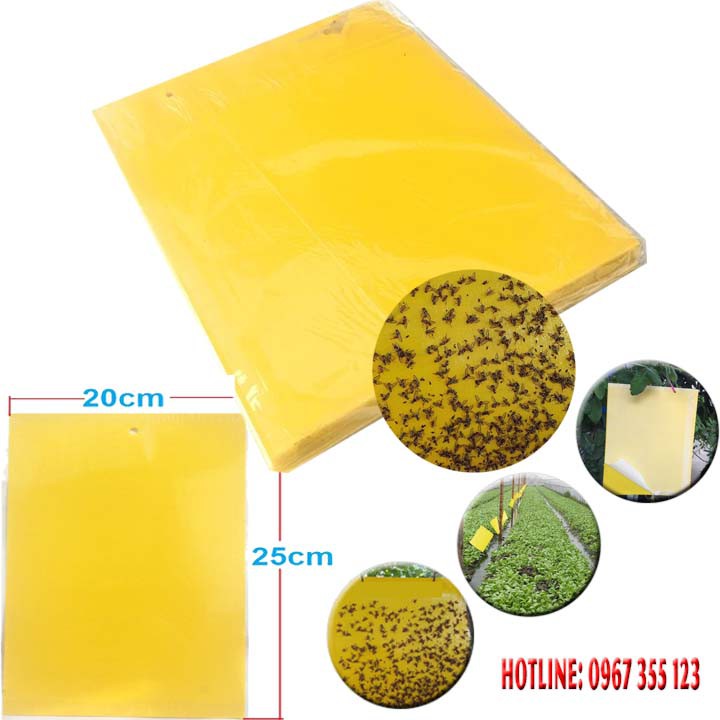 BẪY SIÊU DÍNH RUỒI VÀNG Bám Dính 2 Mặt, Kích thước 20 x 25cm