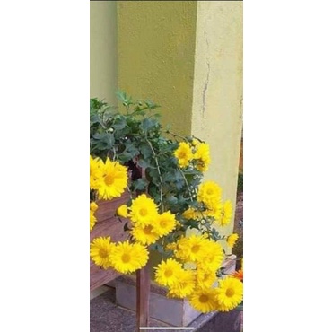 Cúc vàng rủ bông to giống
