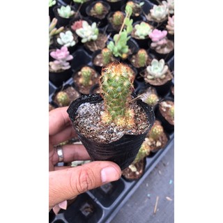 Xương rồng trụ thiên