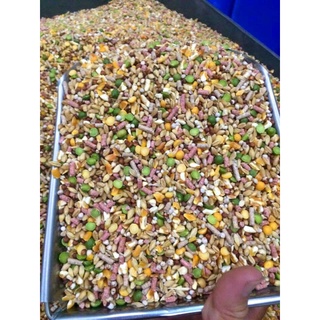 Ngũ cốc dinh dưỡng dành cho gà tơ, gà đá