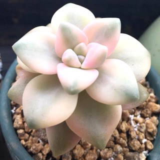 Sen đá hot (sen đá var 1-3 nhánh)