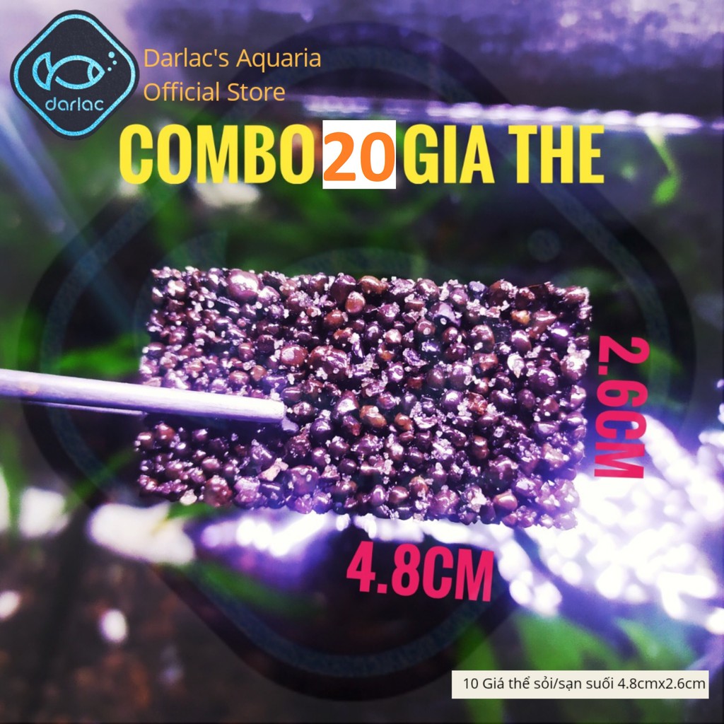 Thanh bucep thủy sinh đã ra lá nước - Cây thủy sinh bucep - Darlac's Aquaria Bucephalandra