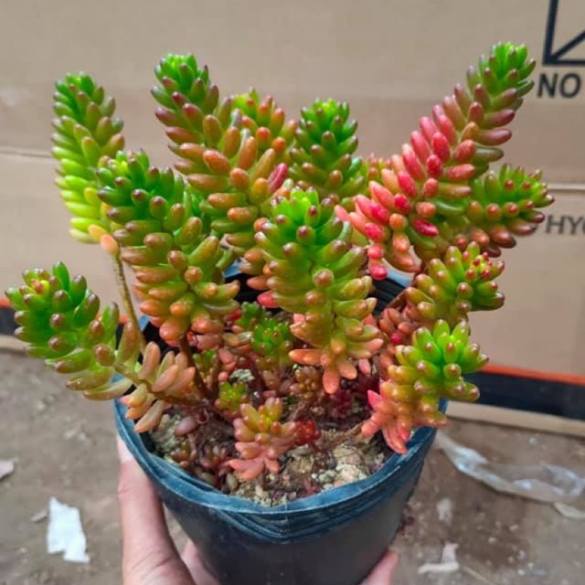 SEN ĐÁ THẠCH NGỌC MỸ - THẠCH NGỌC LÁ NHỎ ĐẦU ĐỎ