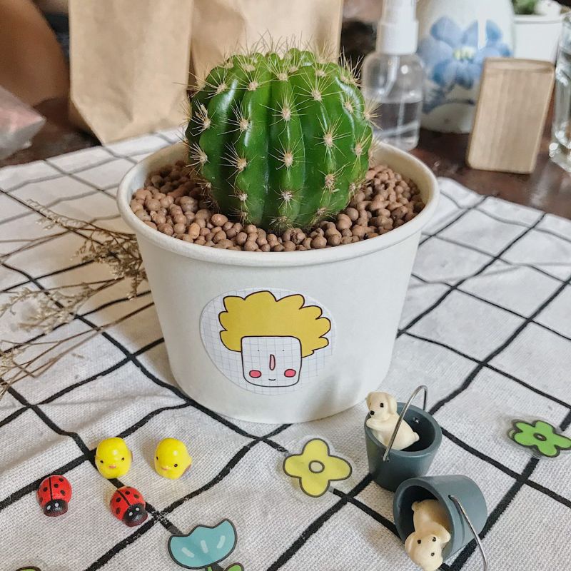 Xương rồng bí xanh - Xương rồng bí ngô - Sẵn chậu nhựa đủ kích thước