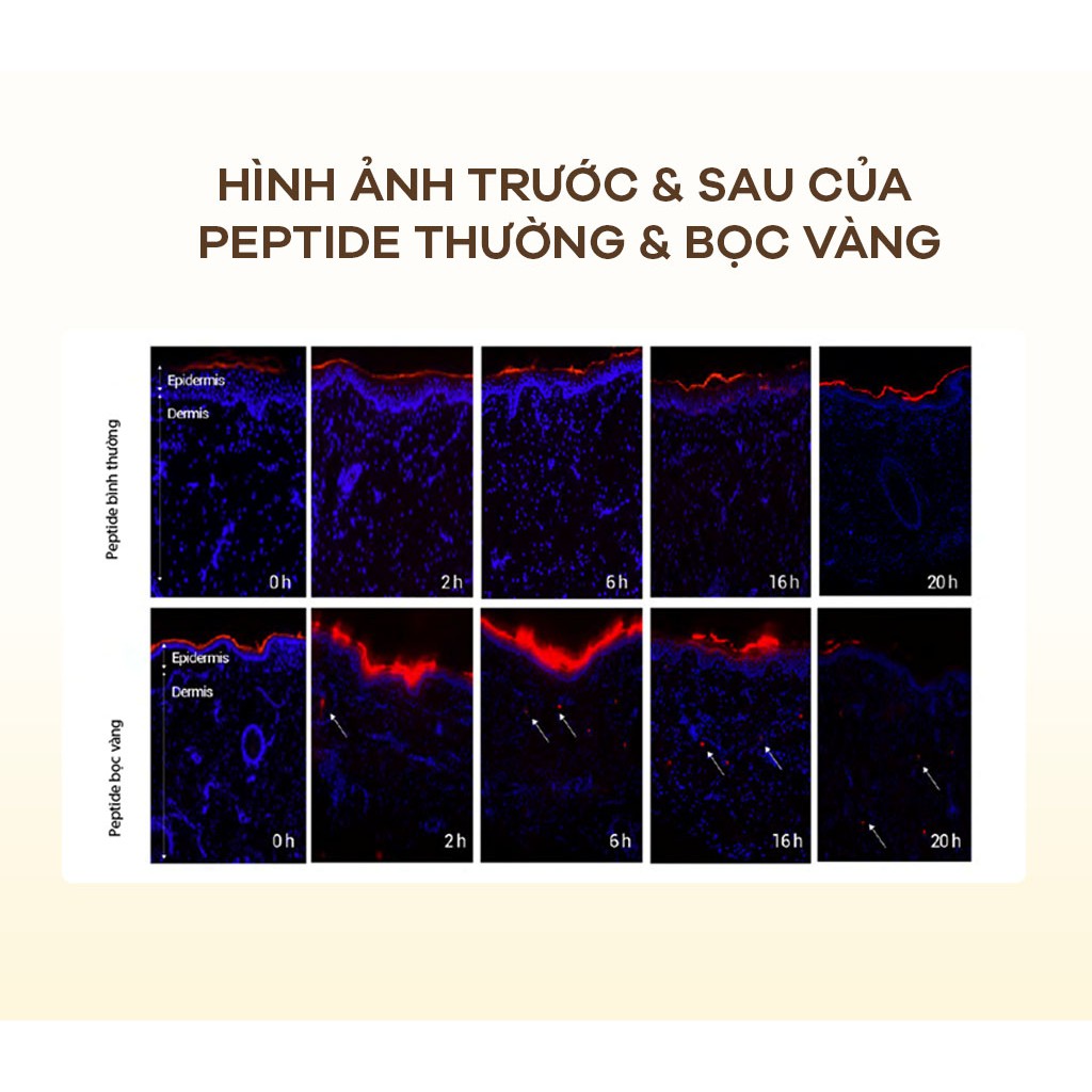 Tinh Chất (Ampoule) Peptide Phục Hồi Chứa Vàng Zakka Naturals Kintsugi B5 Intense Ampoule 28ml | BigBuy360 - bigbuy360.vn