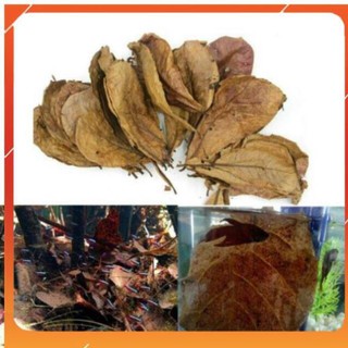 [Siêu Rẻ] Lá Bàng tự nhiên kháng khuẩn cho bể cá cảnh, tạo môi trường nước lý tưởng amazon biotop [TS Online37]