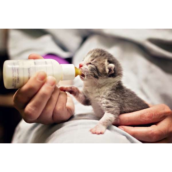 SỮA BỘT BIO MILK CHO CHÓ MÈO - 100G