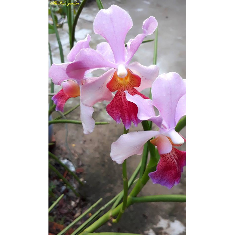 Vitamin B1 (Chai 500ml)