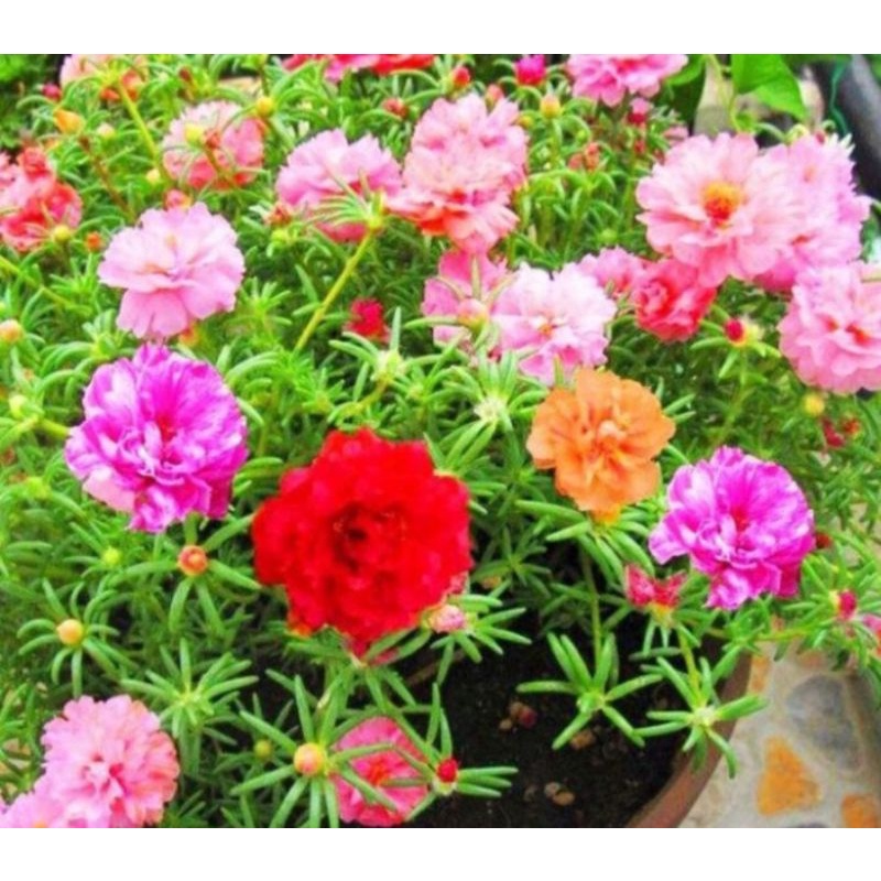 Hạt giống Hoa 10 h mỹ kép mix màu .gieo là mọc.gói 2000 hạt nhập khẩu nguyên gói chất lượng