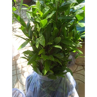 10 mai con quấn rễ 60 cm trở lên (10 cây)