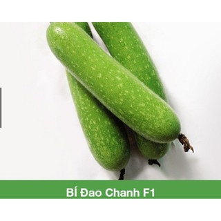 Hạt giống Bí đao chanh lai