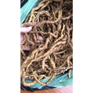 Ba kích tím rừng