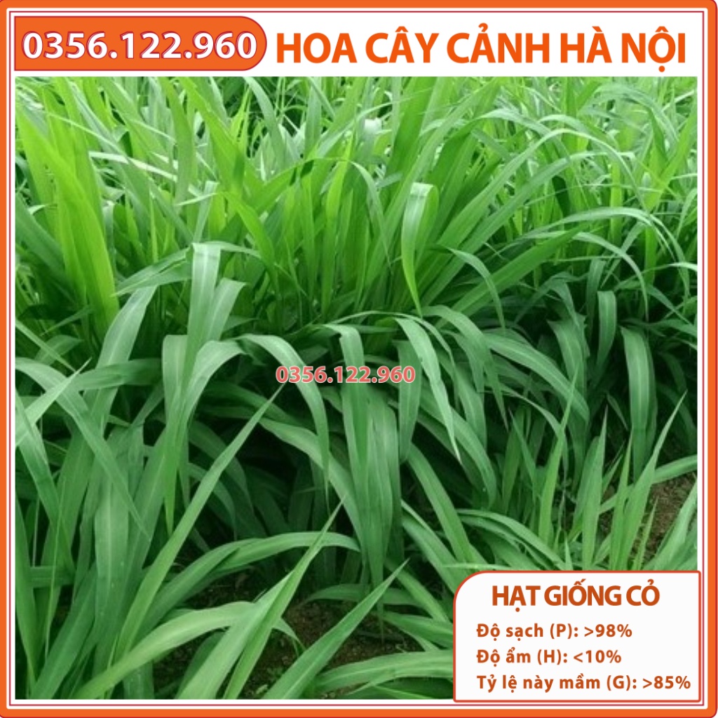 Hạt giống cỏ chăn nuôi MOMBASA GHINE cỏ sả gói 100g