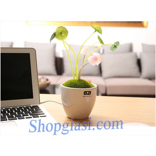 Đèn nấm cảm ứng ánh sáng Avatar chậu sứ