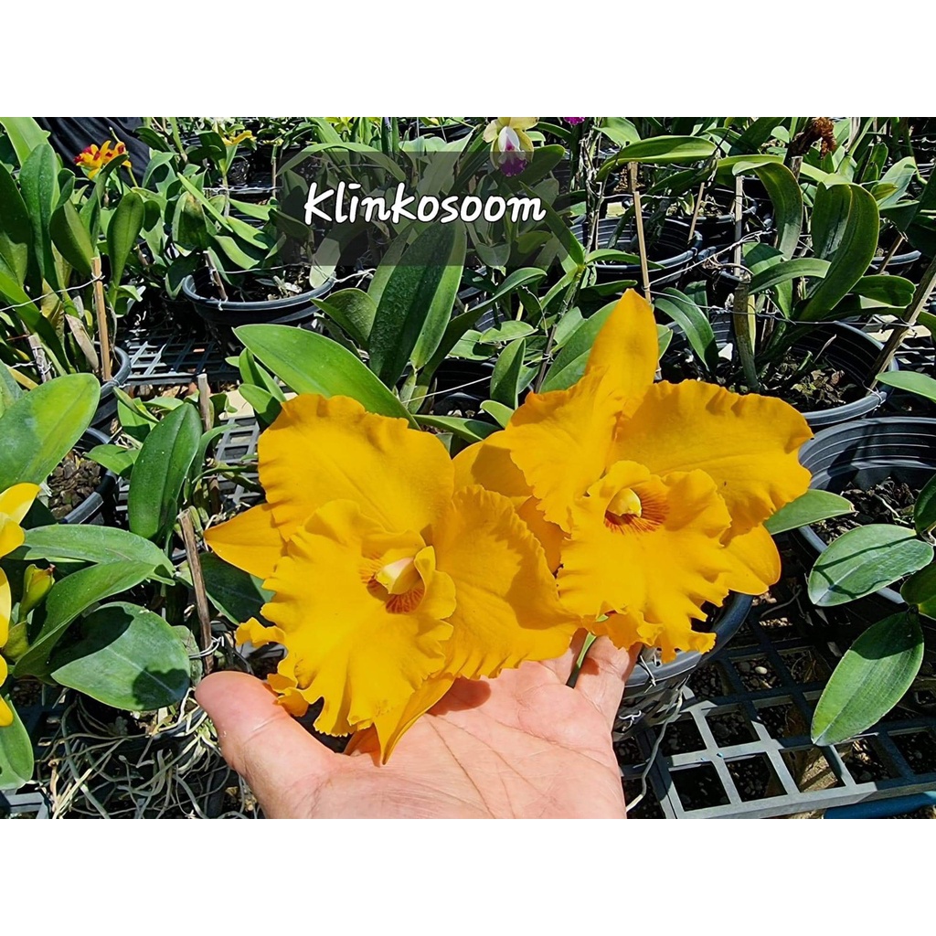 HOA LAN CATTKLINKOSOOM CÂY GIỐNG