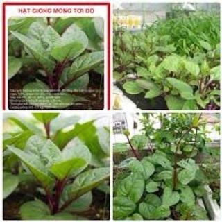 HẠT GIỐNG MỒNG TƠI ĐỎ