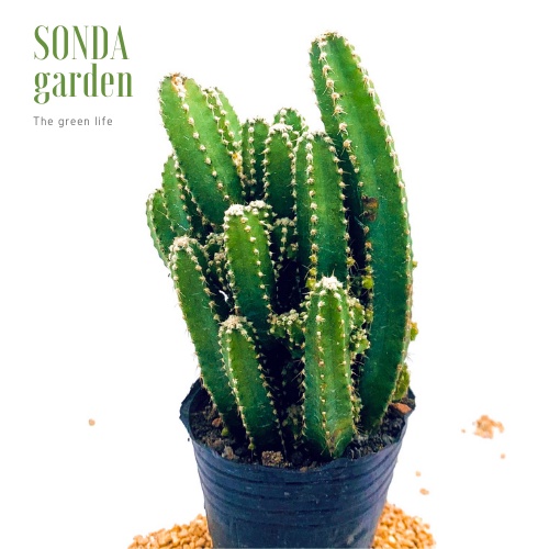 Xương rồng thanh sơn SONDA GARDEN size bé 5-8cm, xuất xứ Đà Lạt, khoẻ đẹp, lỗi 1 đổi 1