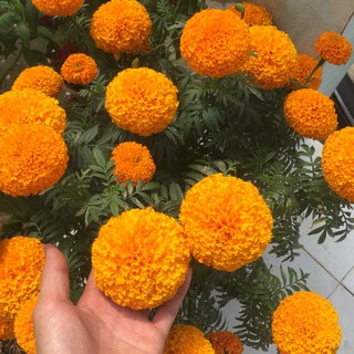 Hạt giống hoa Vạn thọ Cam lùn (20 hạt)