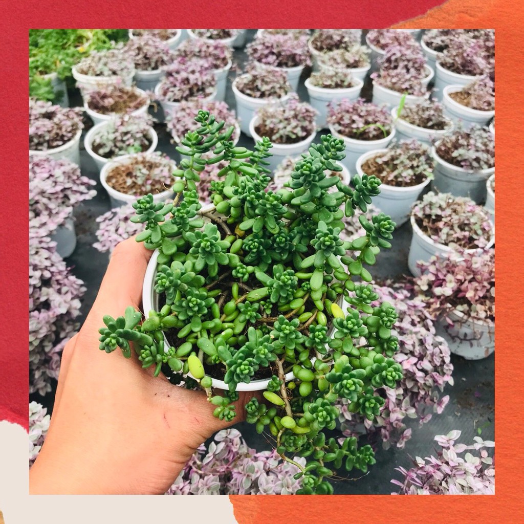 Sen đá sedum kẹo Đà Lạt size trung bình cây cảnh trang trí nhà cửa Toro garden