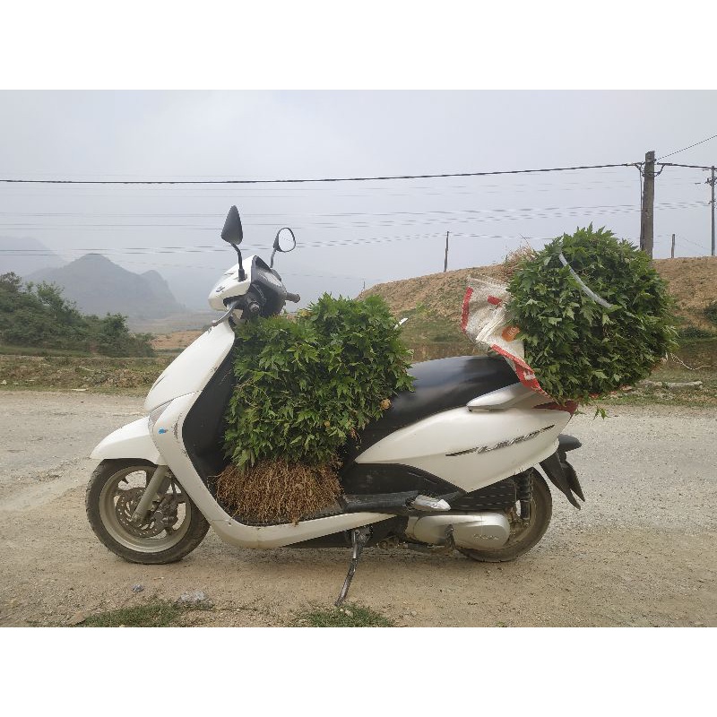 Cây giống đương quy