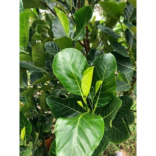 PHÂN BÓN BOSS 1 ĐẠM NANO CAN 5 LÍT