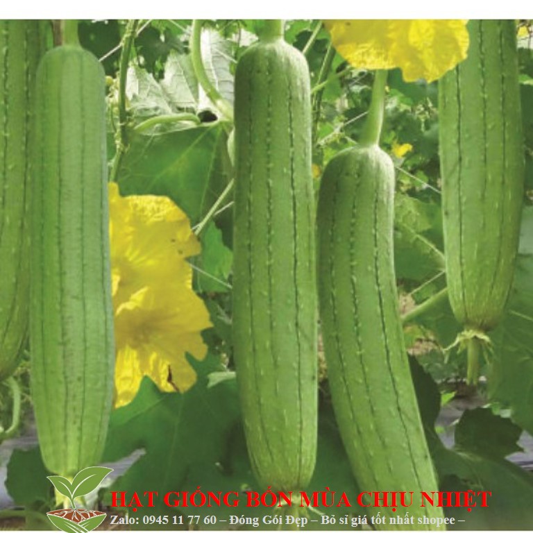 Gói 10 Hạt Giống Mướp Hương (Luffa cylindrica)