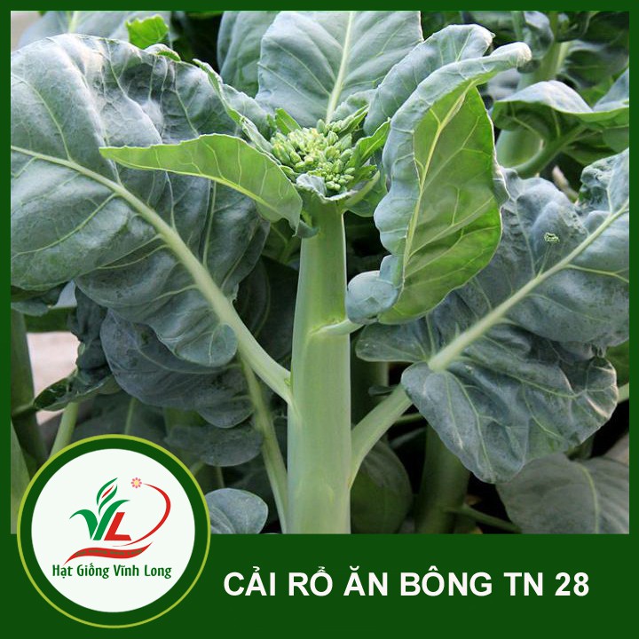 Hạt giống Cải rổ ăn bông TN 28 - 20g