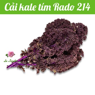 Hạt giống cải kale tím rado 214 gói 1gr - dễ trồng