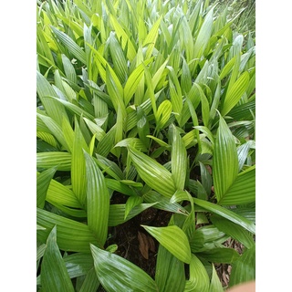 Cây giống cau lùn