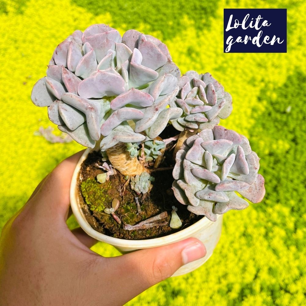 Sen đá cúc tím cổ thụ Đà Lạt size trung bình cây cảnh trang trí nhà cửa Lolita garden