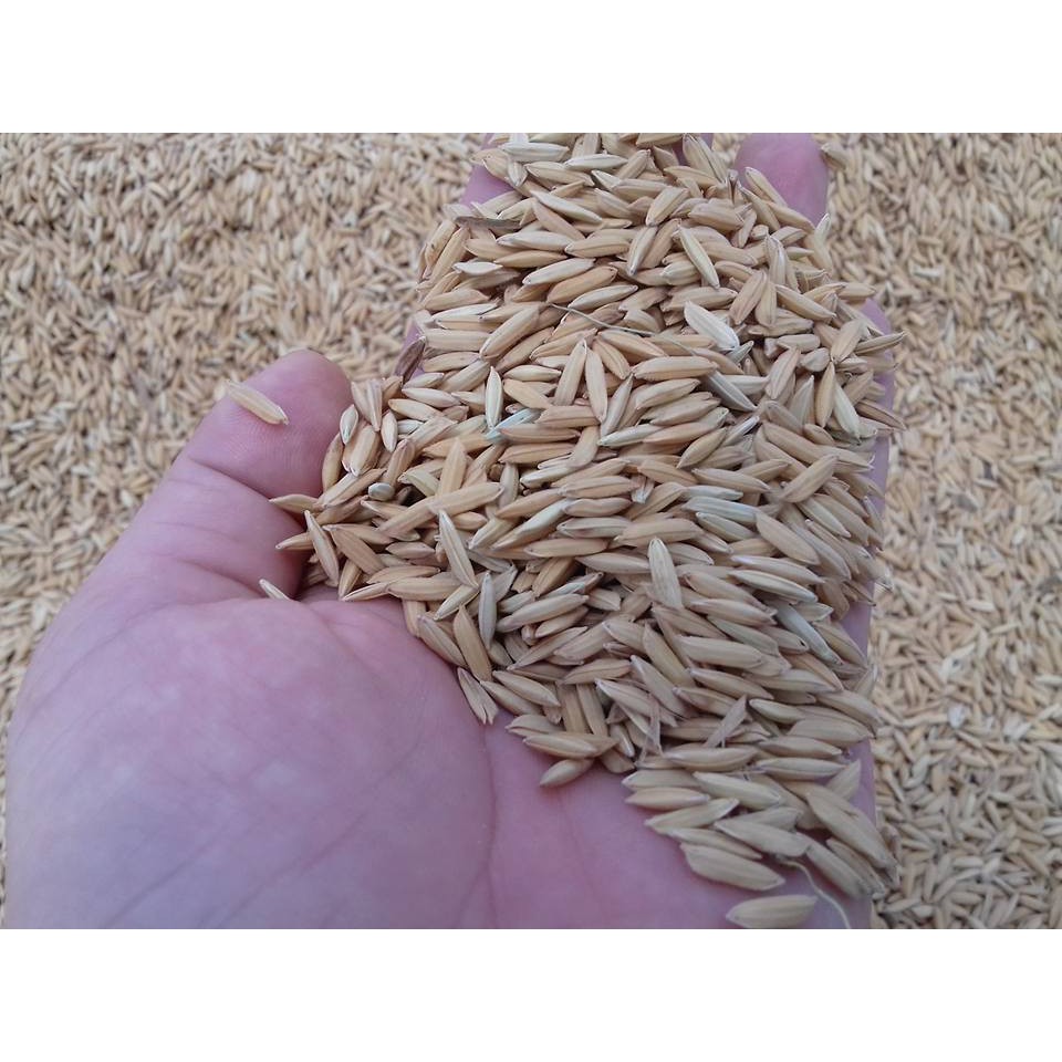 Gạo Sạch Còn Cám_Xay Dối Từ Lúa Nương