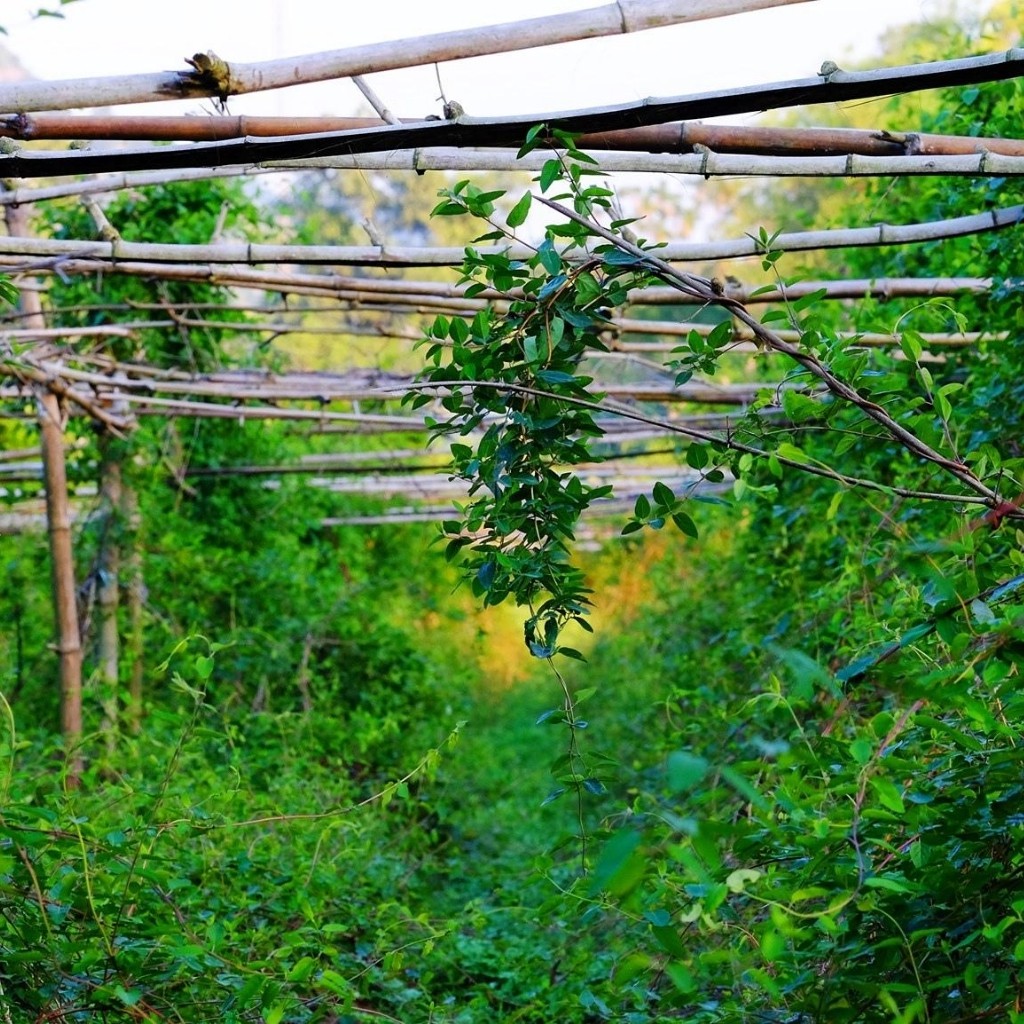 Tinh dầu tràm nguyên chất Tiệm Thảo Dược Xanh tinh dầu thiên nhiên ngừa muỗi đốt và côn trùng cắn