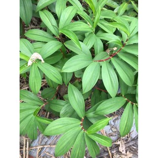 Cây mía dò giống