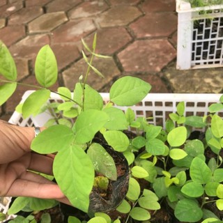 Gói 20 hạt giống hoa đậu biếc