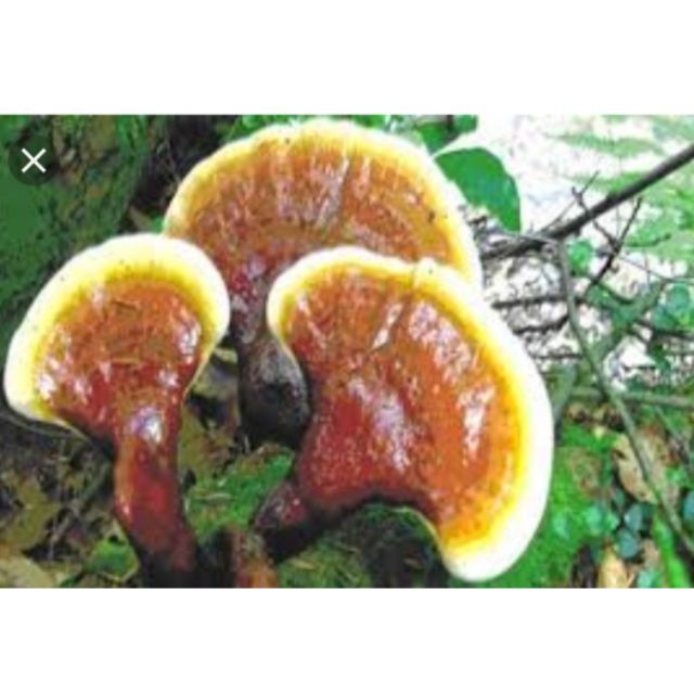 500gr Nấm linh chi lim xanh ( cây thuốc của quảng nam)
