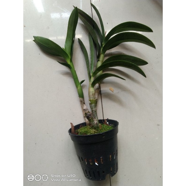 Denro chớp bịp chuẩn hoa