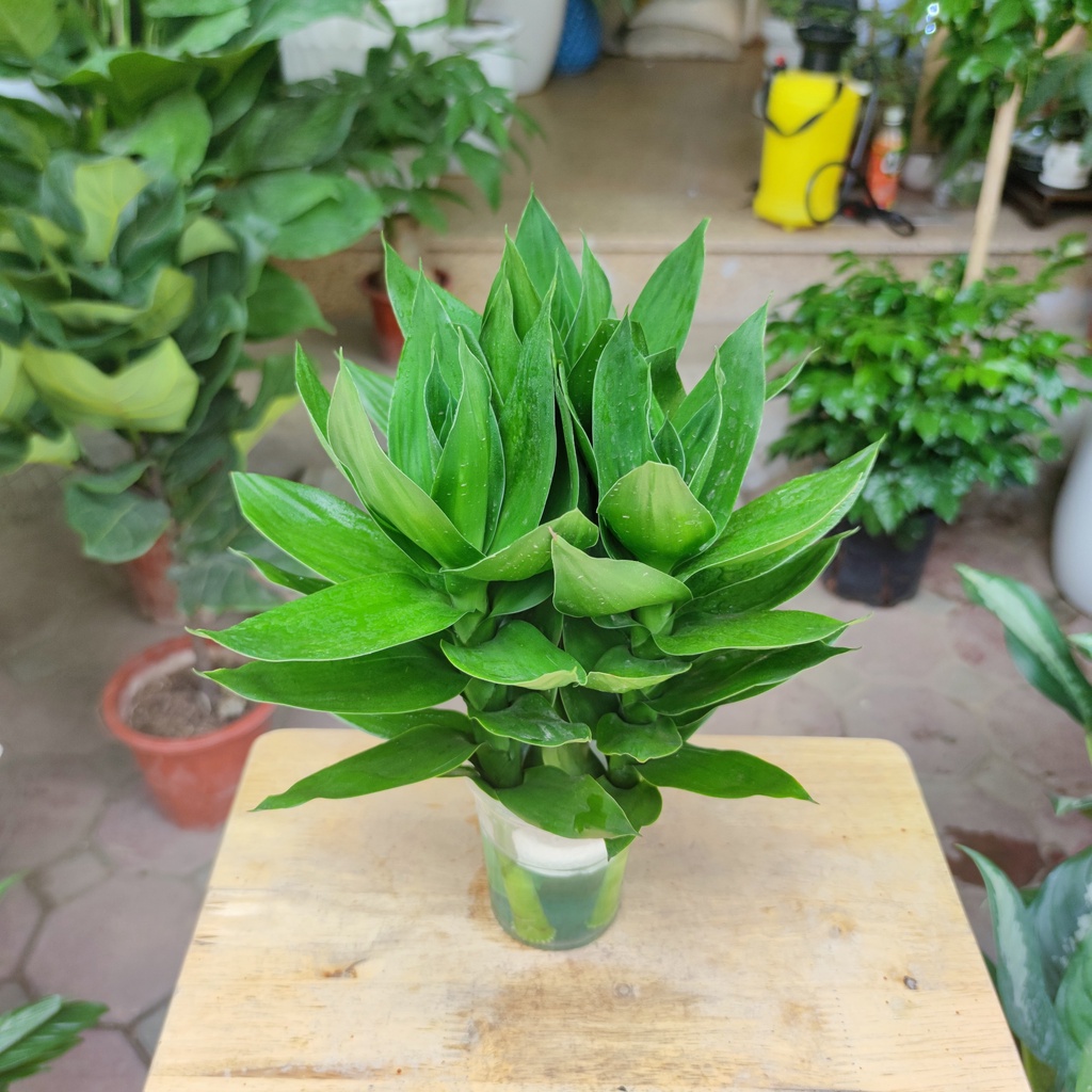 Cây phát lộc thủy sinh 3 gốc , cây phong thủy để bàn phát tài phát lộc, để bàn thờ30 - 35 cm 100% CÓ RẼ