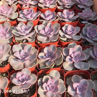 SEN ĐÁ HỒNG DÂU SIZE 5-7CM